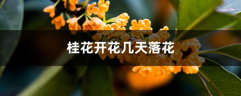 桂花开花几天落花，桂花花期管理