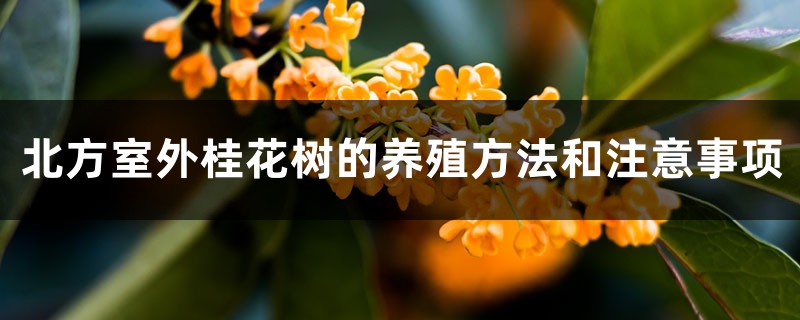 桂花树北方可以室外种吗，北方室外的养殖方法和注意事项