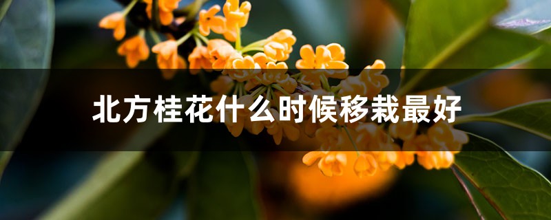 北方桂花什么时候移栽最好，桂花树移栽要注意什么