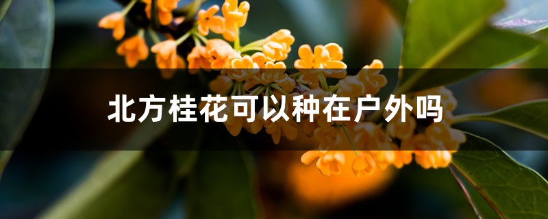北方桂花可以种在户外吗，如何过冬