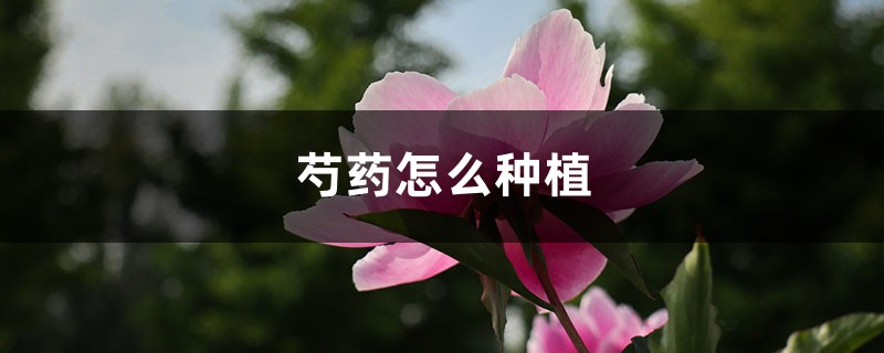 芍药是什么，怎么种植