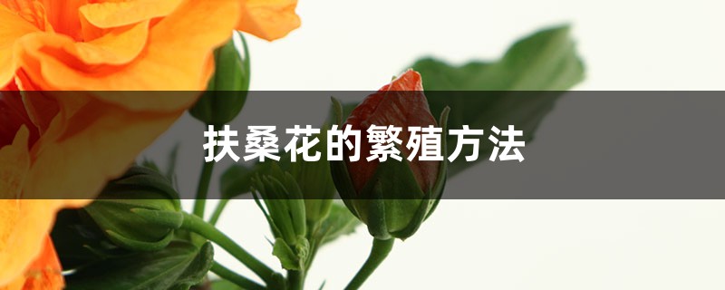 扶桑花的繁殖方法