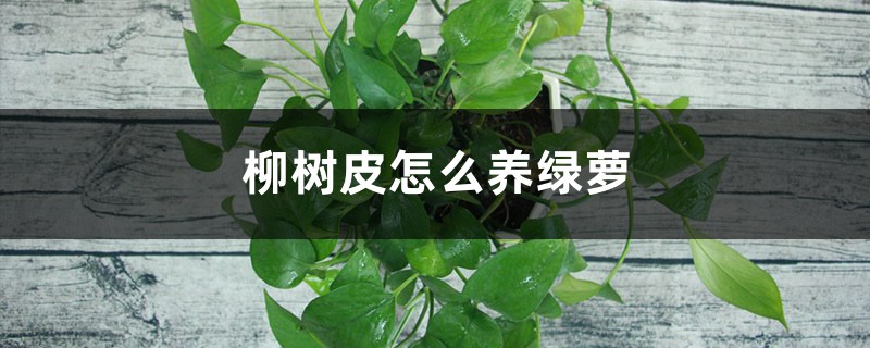 往“绿萝”盆里扔几块小玩意，大白根壮实，绿枝蹿得高！