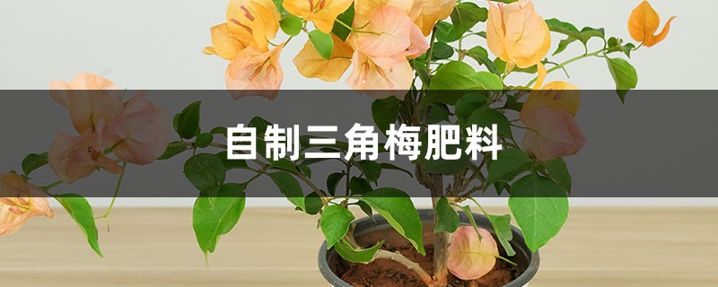 养“三角梅”，就用这“3种”天然肥，挖洞埋土里效果好！