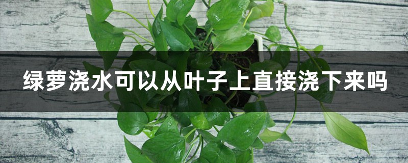 绿萝浇水可以从叶子上直接浇下来吗，可以喷叶子吗