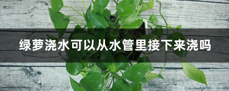 绿萝浇水可以从水管里接下来浇吗，可以加阿司匹林吗