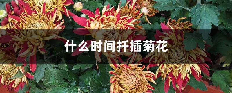 什么时间扦插菊花