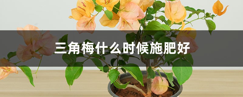 三角梅什么时候施肥好