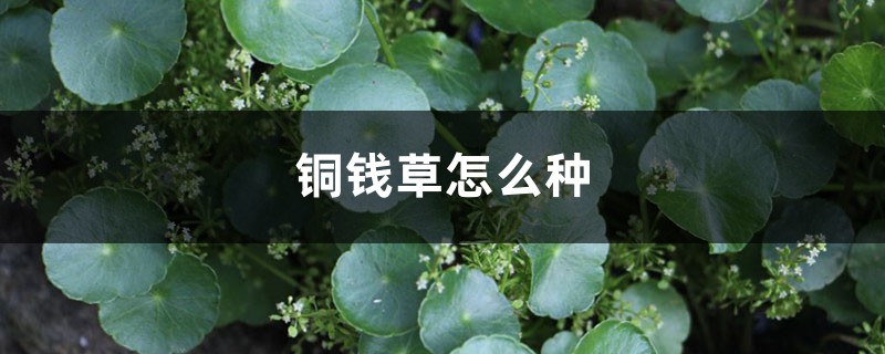 铜钱草怎么种，铜钱草图片