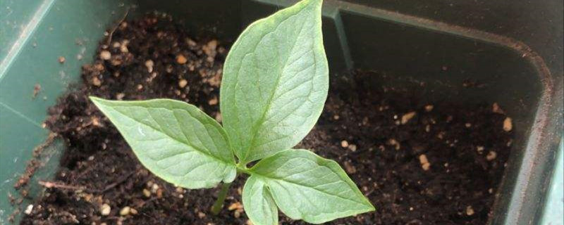 半夏怎么种（种植技术介绍）