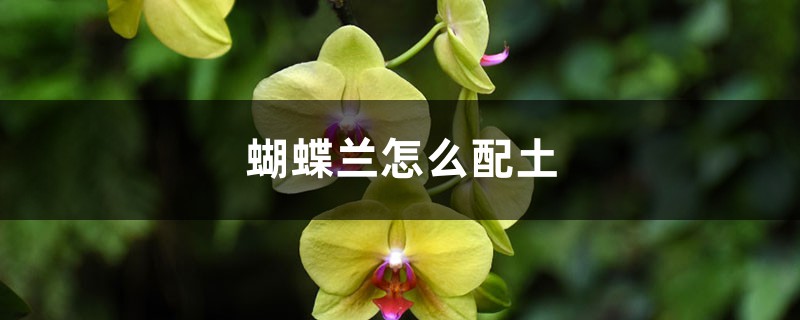 蝴蝶兰怎么配土，适合用什么土栽培