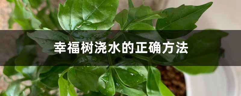 幸福树浇水的正确方法（浇水频率详解）