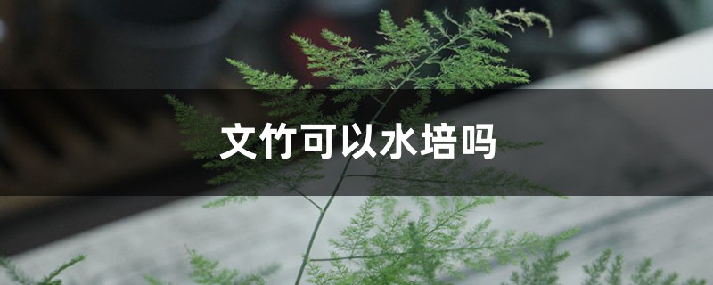 文竹可以水培吗（水培方法介绍）