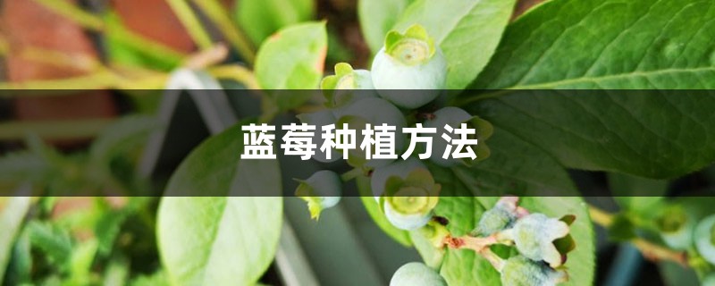 蓝莓种植方法，蓝莓图片