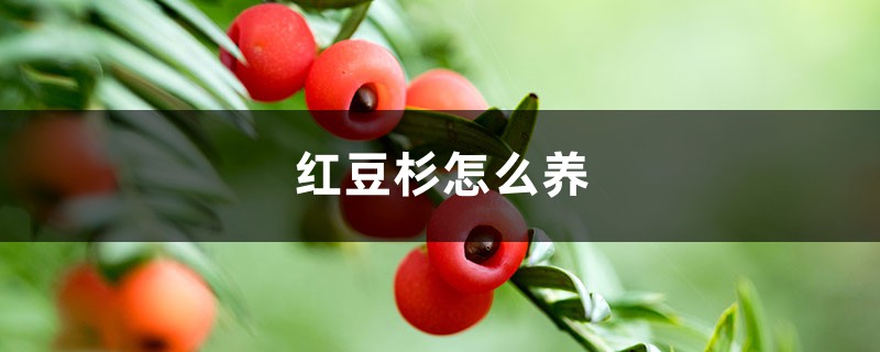 红豆杉怎么养，红豆杉树图片