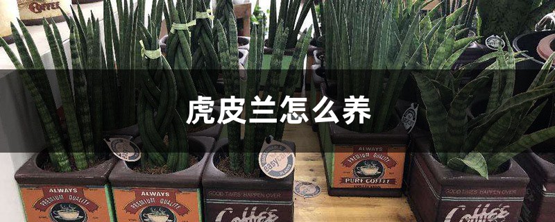 虎皮兰怎么养，虎皮兰图片