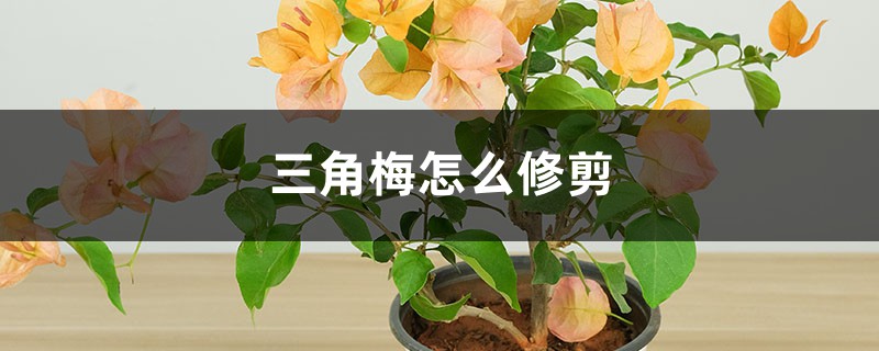 三角梅怎么修剪（修剪方法图）