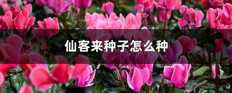长寿仙客来···1棵能结3000粒种子，撒土里冒一大片苗！