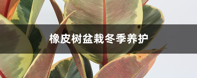 橡皮树盆栽冬季养护