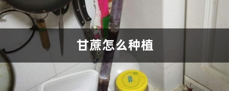 甘蔗怎么种植（种植技术介绍）