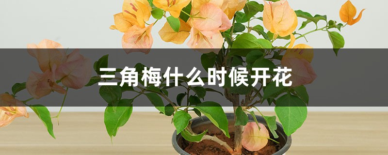 三角梅什么时候开花（花期介绍）