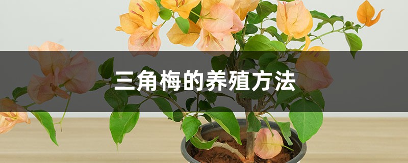 三角梅好养吗，（养殖方法介绍）