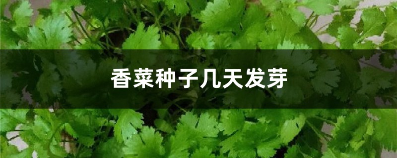 怎么种香菜，种子几天发芽