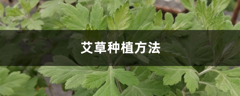 艾草种植方法，艾草的图片