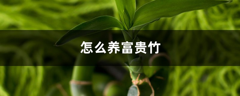 怎么养富贵竹，富贵竹图片