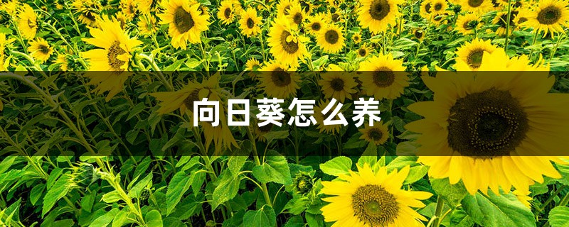 向日葵怎么养