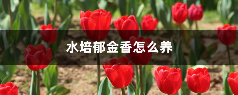 水培郁金香怎么养，能活多久