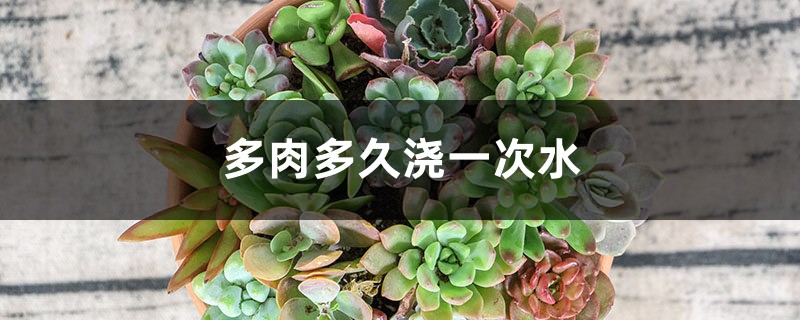多肉多久浇一次水（浇水频率详解）
