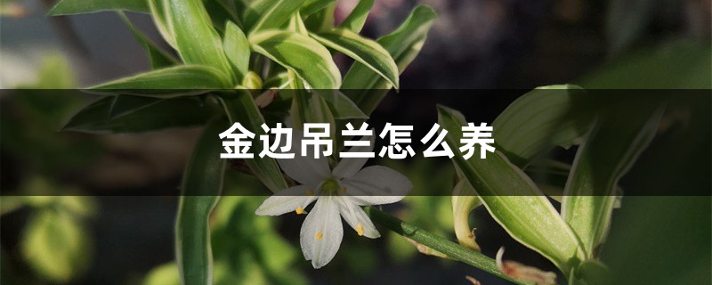 金边吊兰怎么养，金边吊兰图片