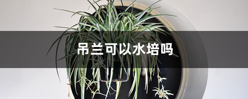 吊兰可以水培吗，吊兰怎么水培