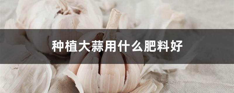 种植大蒜用什么肥料好（大蒜专用肥）