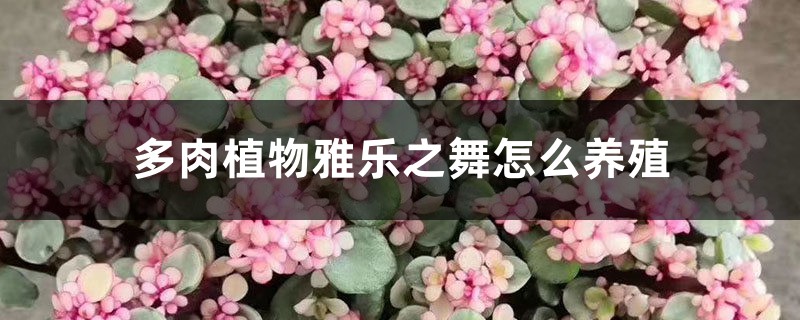 多肉植物雅乐之舞怎么养殖，一年能长多大