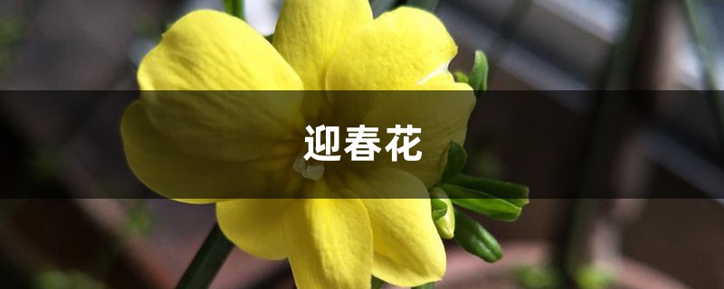 迎春花掐根“枝条”种土里，用上这“技巧”，提前赏花不用愁！