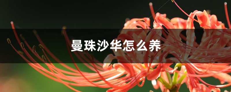 曼珠沙华怎么养，曼珠沙华有毒吗
