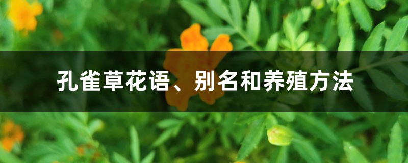 孔雀草花语、别名和养殖方法