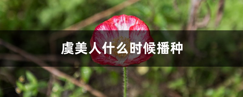 虞美人什么时候播种，虞美人花图片