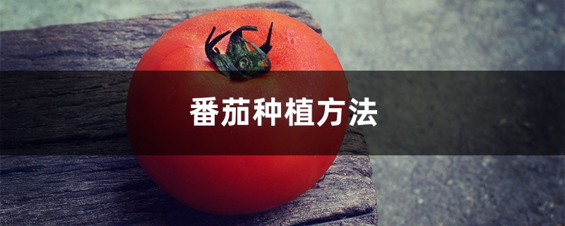 番茄种植方法，番茄图片