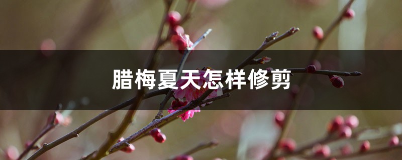 腊梅夏天怎样修剪