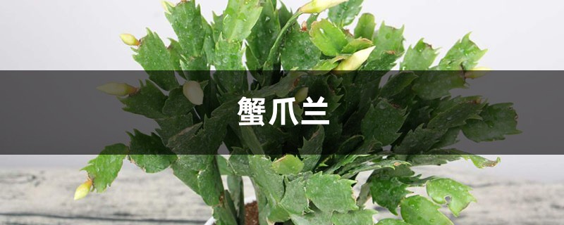 冬天在“蟹爪兰”盆里埋上它，侧边嫩芽冒，花骨朵挂枝头！