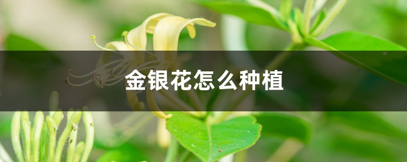 金银花怎么种植，金银花图片