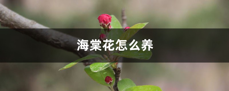 海棠花怎么养，海棠花什么时候开花