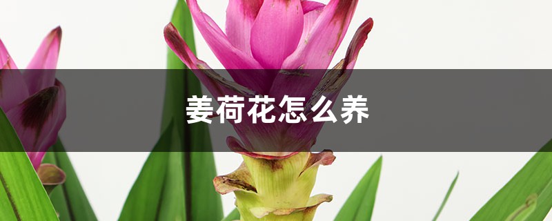 姜荷花怎么养，姜荷花图片