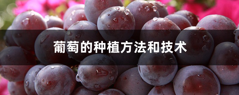 葡萄的种植方法和技术，葡萄怎么种植