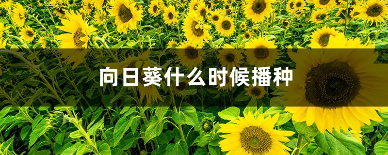 向日葵什么时候播种，向日葵叶子图片