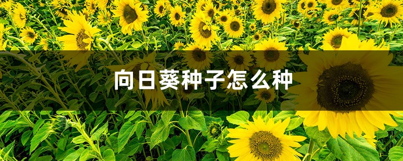 向日葵种子怎么种，向日葵种子图片