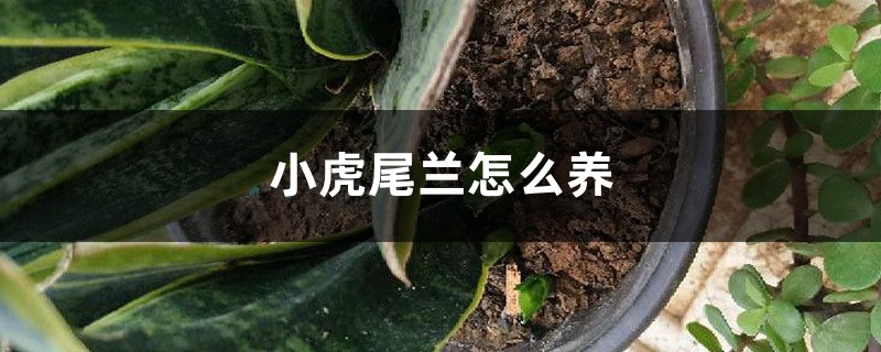 小虎尾兰怎么养